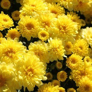 2 LIVE PLANTs HARDY MUMS STAVISKI YELLOW 4" Growing Pot Ships NO POT…